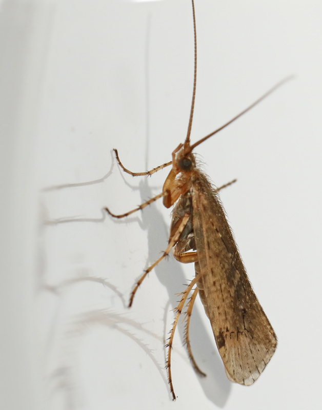 Limnephilus bipunctatus.jpg
