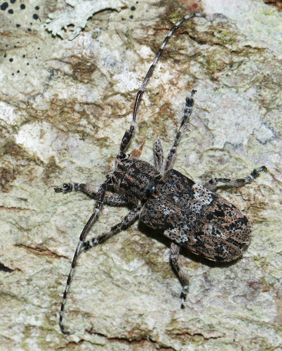 Molnflcksbock (Mesosa nebulosa).jpg