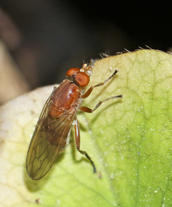 Mindre savblomfluga (Brachyopa obscura).jpg