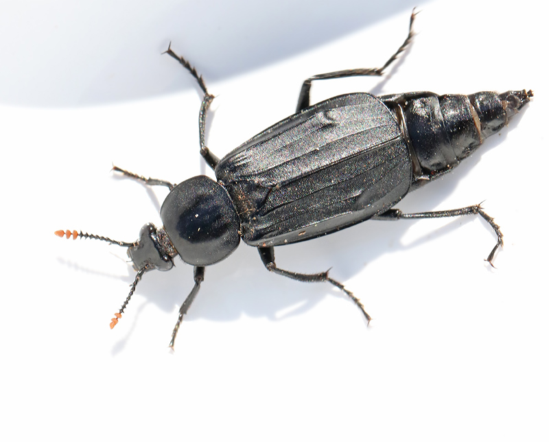 Necrodes littoralis.jpg