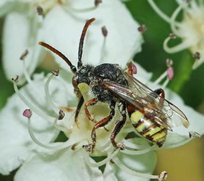 Nomada ruficornis.jpg