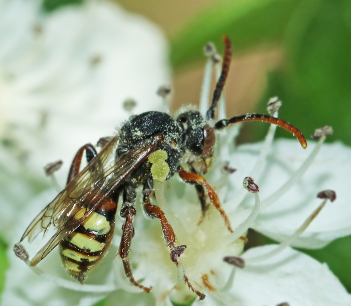 Nomada ruficornis.jpg