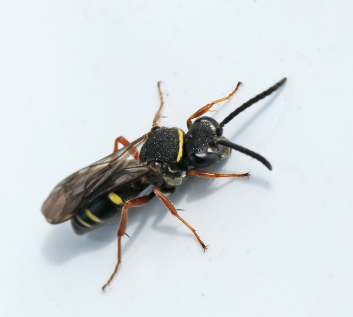 Nysson spinosus.jpg