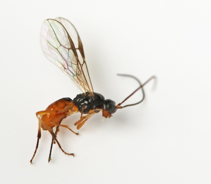 Braconid wasp, Coelinius parvulus.jpg