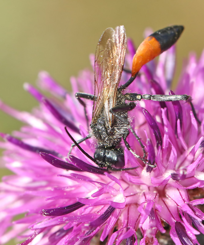 Podalonia hirsuta.jpg