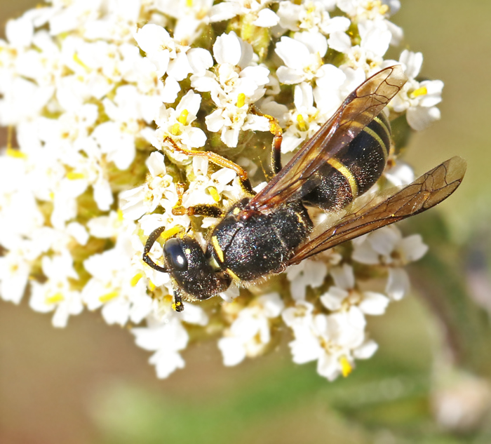 Rdbent murargeting (Ancistocerus oviventris).jpg
