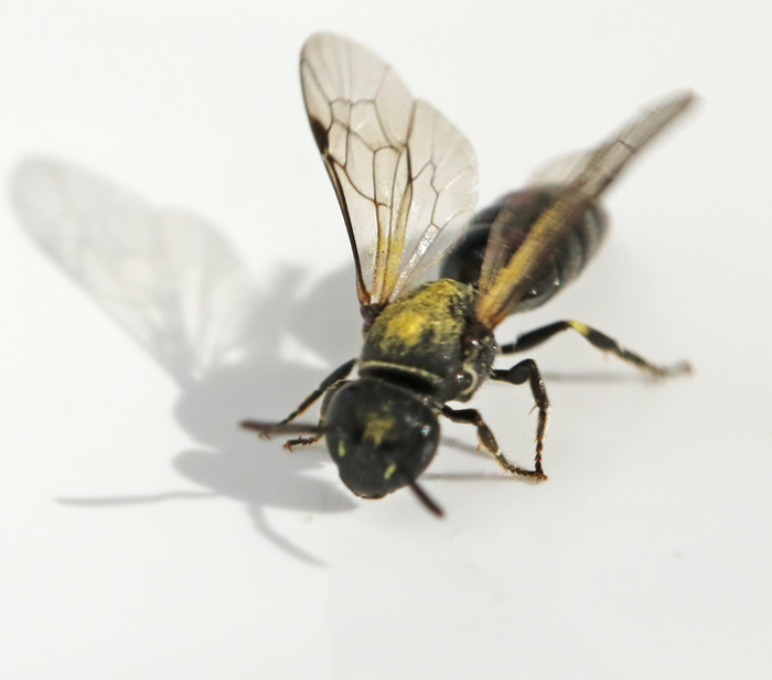 Smcitronbi (Hylaeus brevicornis).jpg