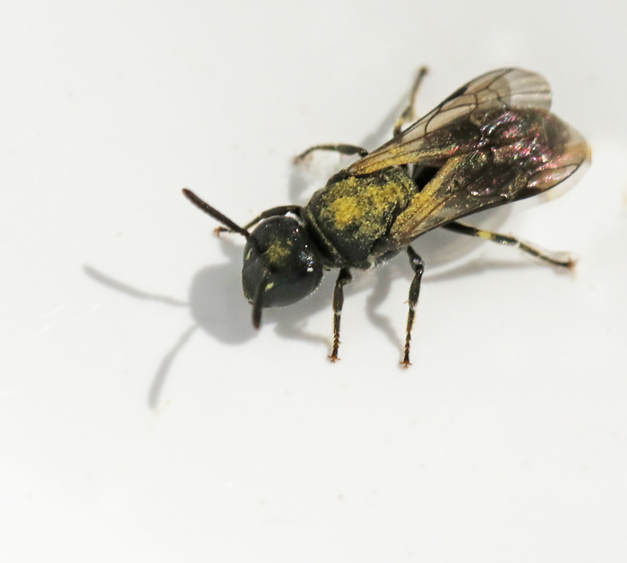 Smcitronbi (Hylaeus brevicornis).jpg