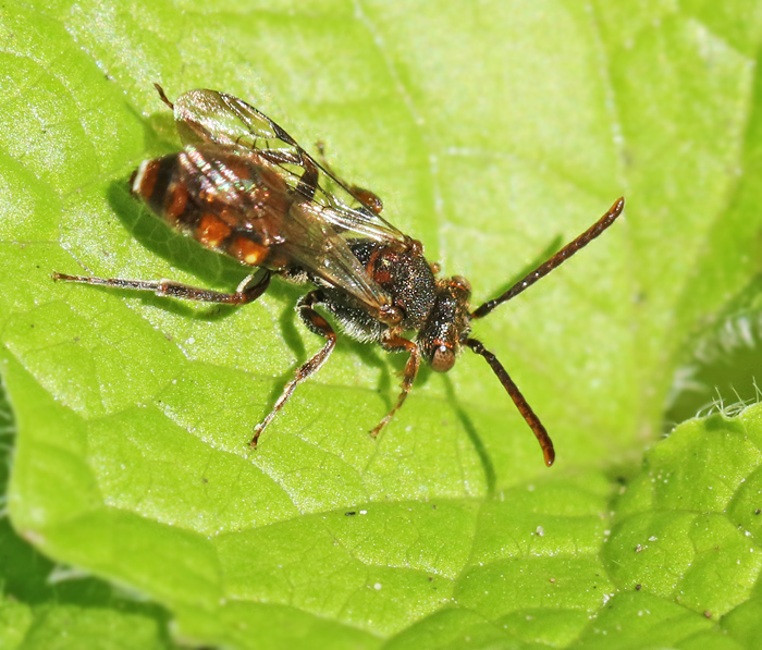 Smgkbi (Nomada flavoguttata.jpg