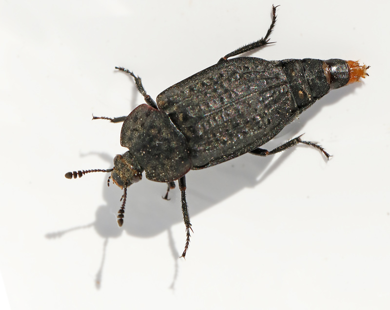 Thanatophilus rugosus.jpg