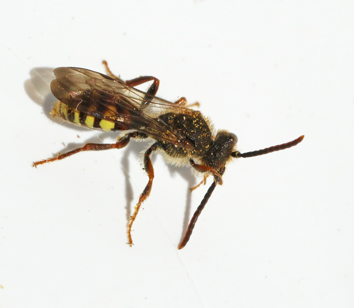 Trdgrdsgkbi, Nomada ruficornis.jpg