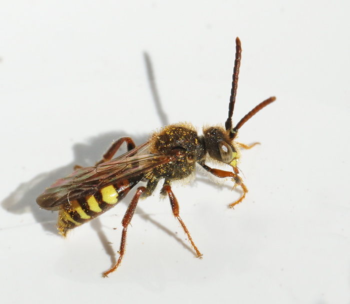 Trdgrdsgkbi, Nomada ruficornis.jpg