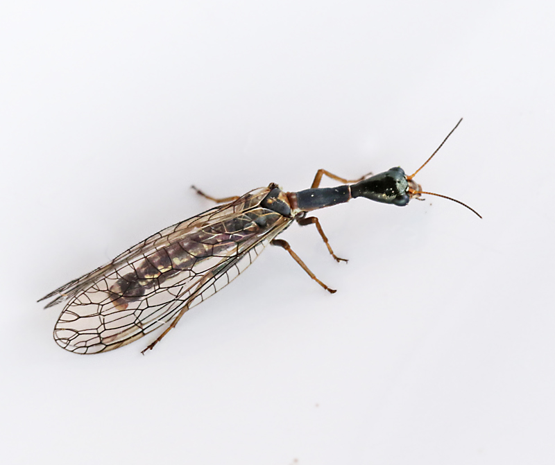 Xanthostigma xanthostigma.jpg