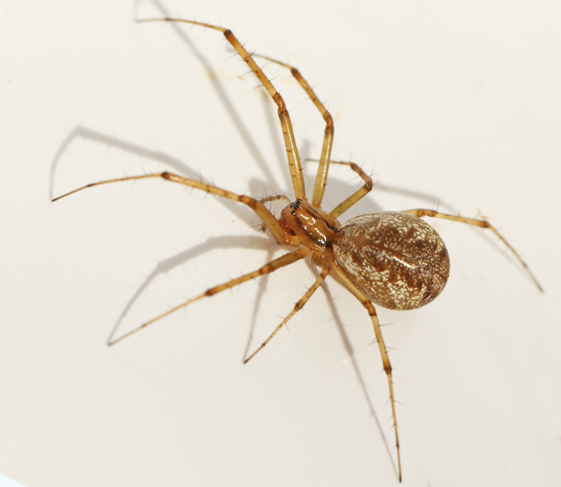 Ängsbaldakinspindel (Linyphia triangularis).jpg
