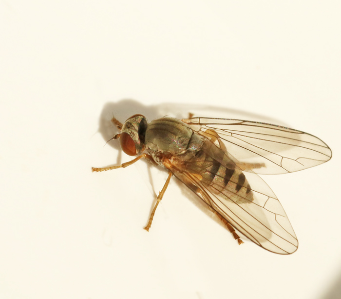 Swedish Platypezidae, Flatfooted flies, Svampflugor