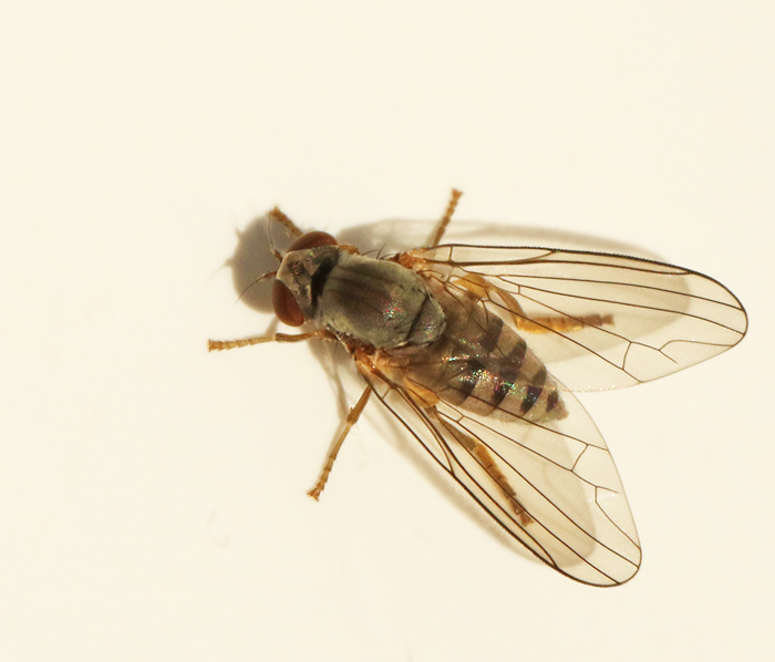 Protoclythia modesta.jpg