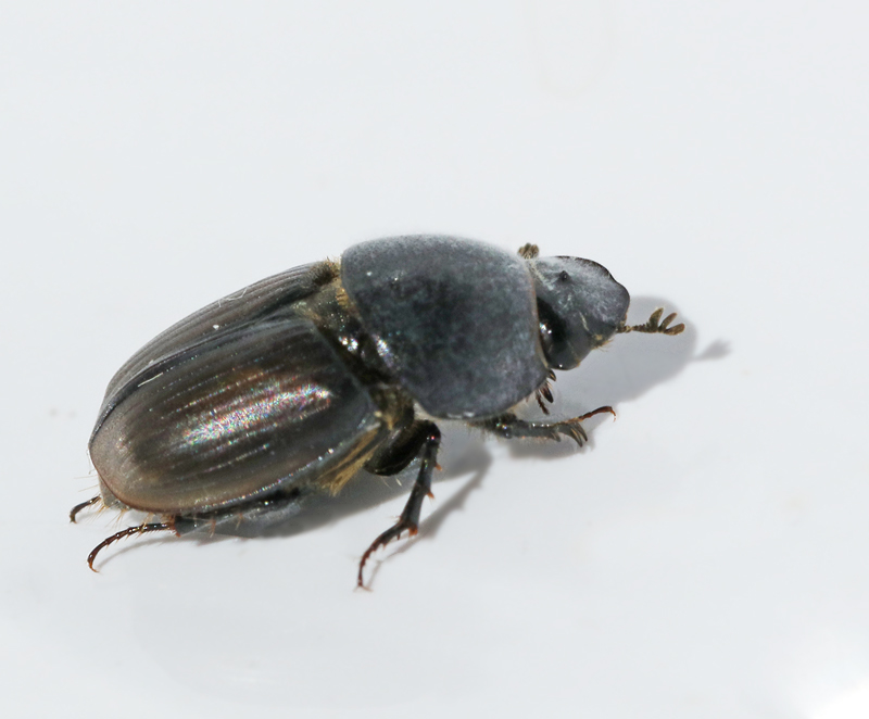 Slt dyngbagge (Aphodius erraticus).jpg