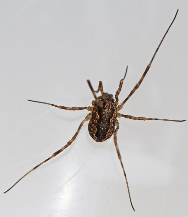 Tidig locke, Rilaena triangularis.jpg