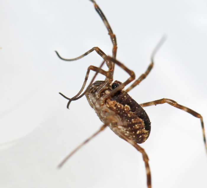 Tidig locke, Rilaena triangularis.jpg