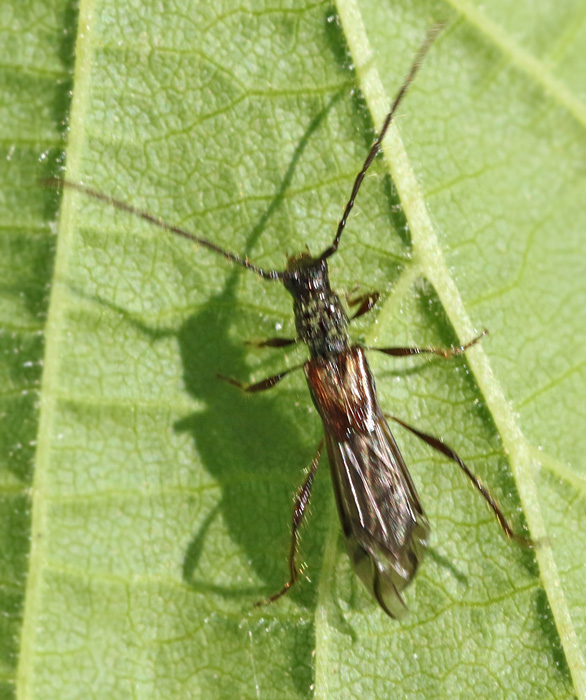 Apelbock (Glaphyra umbellatarum).jpg