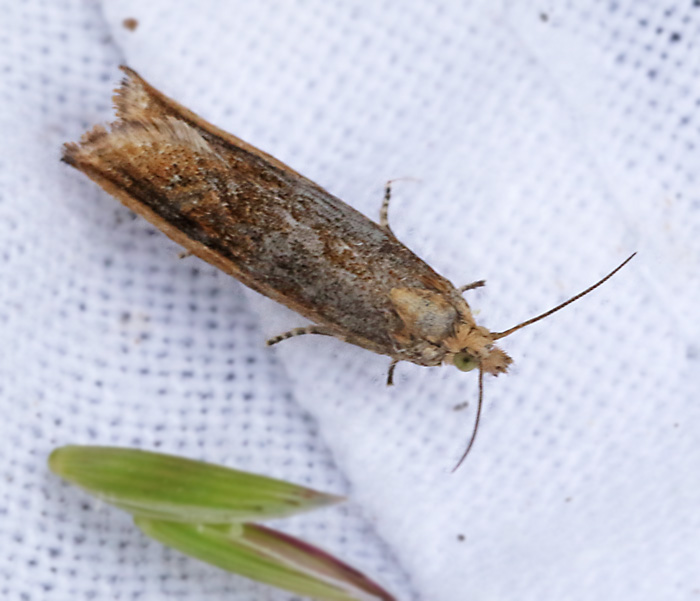 Tågvecklare, (Bactra lancealana).jpg