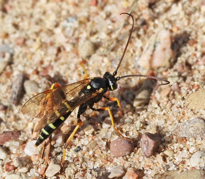 Banchus_dilatatorius.jpg