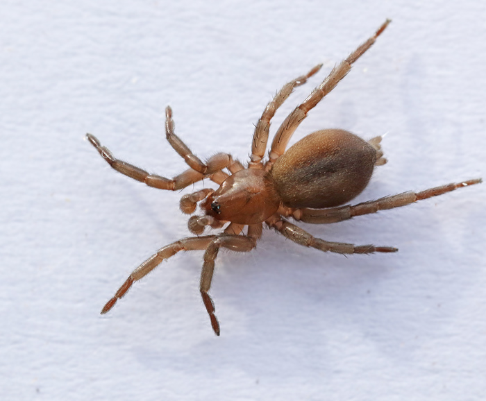 Drassodes_cupreus.jpg
