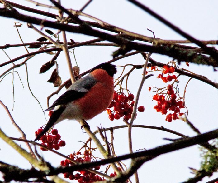 Bullfinch, Domherre  ( Pyrrhula pyrrhula).jpg