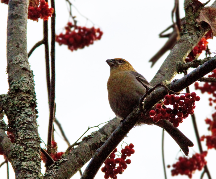 Pine Grosbeak, Tallbit (Pinicola enucleator).jpg