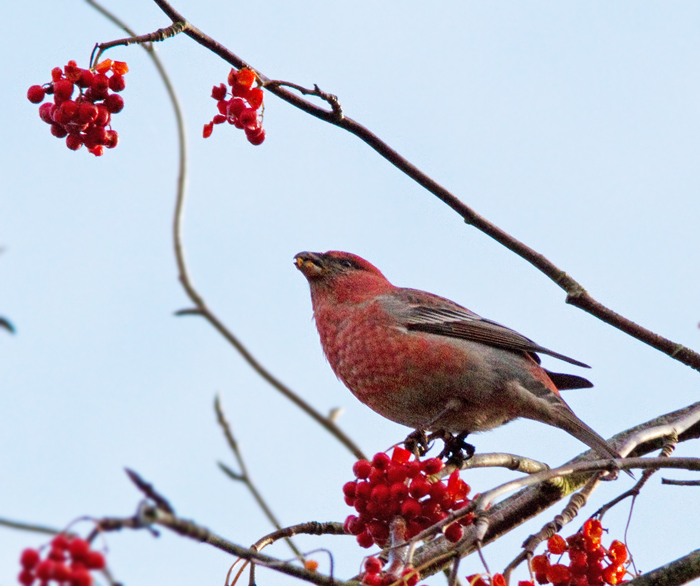 Pine Grosbeak, Tallbit (Pinicola enucleator).jpg