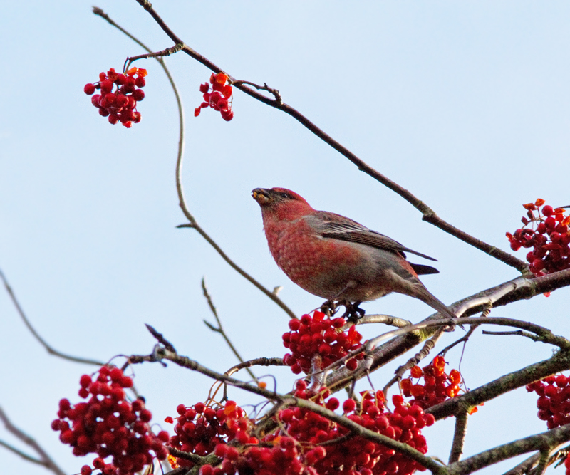 Pine Grosbeak, Tallbit (Pinicola enucleator).jpg