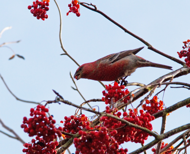 Pine Grosbeak, Tallbit (Pinicola enucleator).jpg