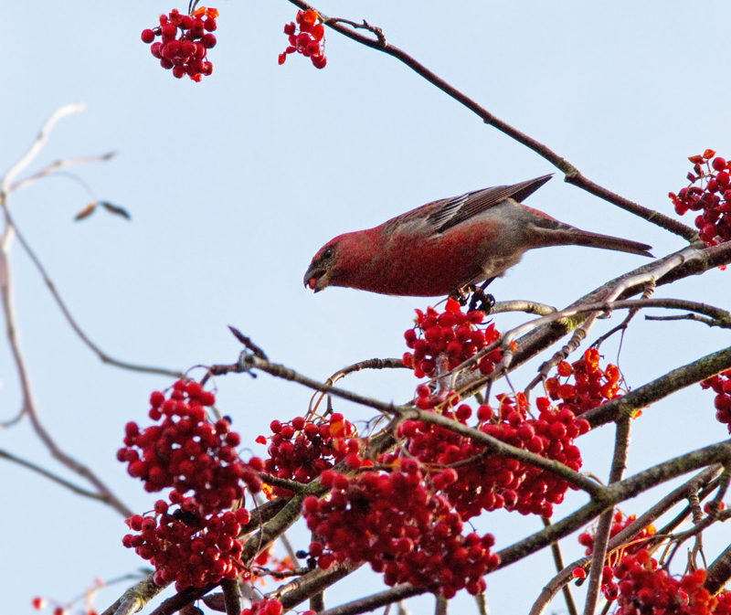 Pine Grosbeak, Tallbit (Pinicola enucleator).jpg