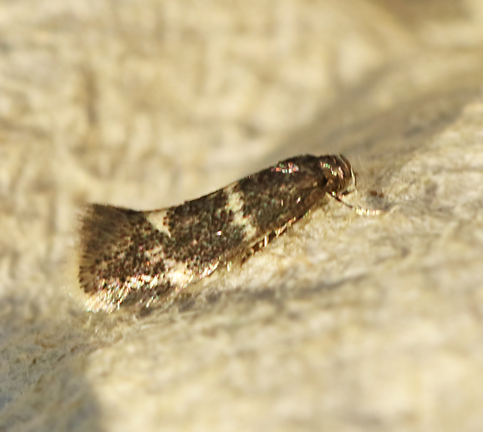 Fuktngsgrsmal, Elachista alpinella