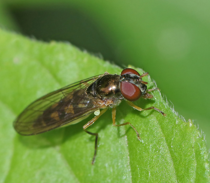 Kort grsblomfluga (Melanostoma mellinum).jpg
