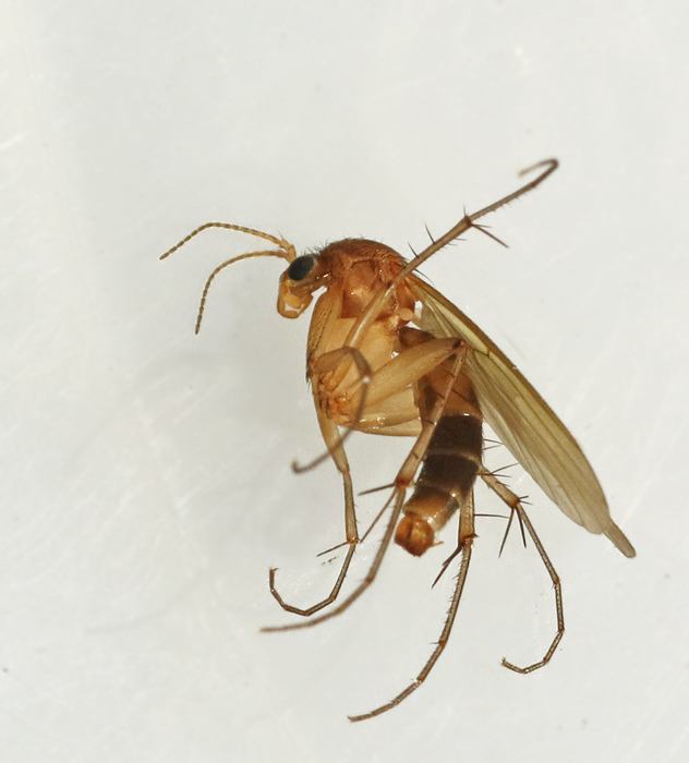 Mycetophila_fungorum.jpg
