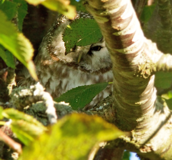 Tengmalms Owl, Prluggla (Aegolius funerius).jpg