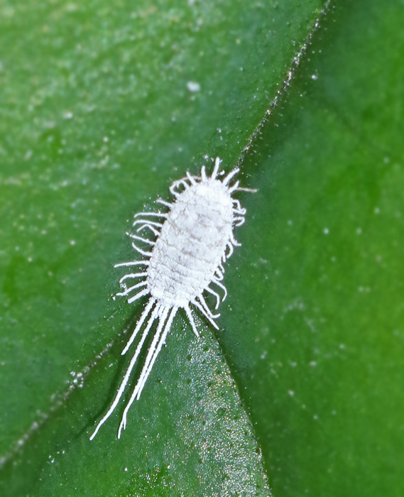 Pseudococcus viburni.jpg