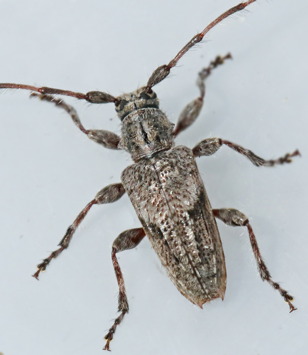 Sydlig kvistbock, (Pogonocherus caroli).jpg