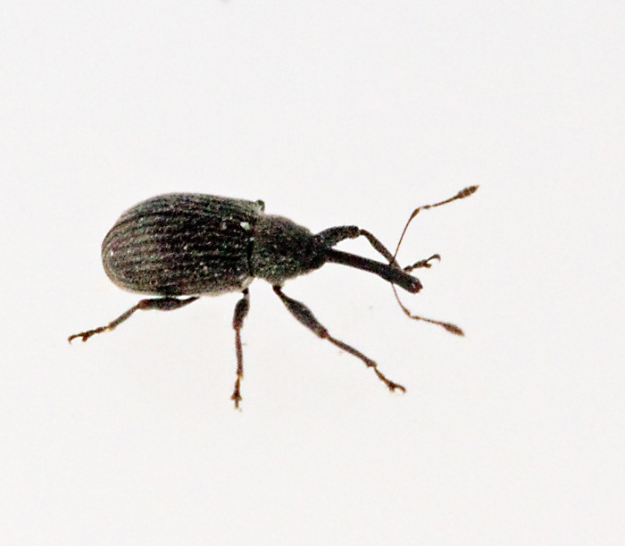Hallonvivel, Anthonomus rubi.jpg