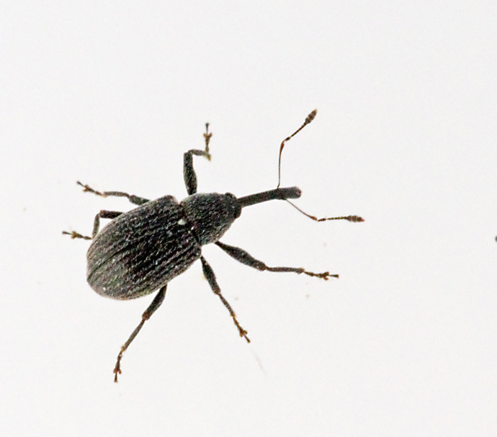Hallonvivel, Anthonomus rubi.jpg