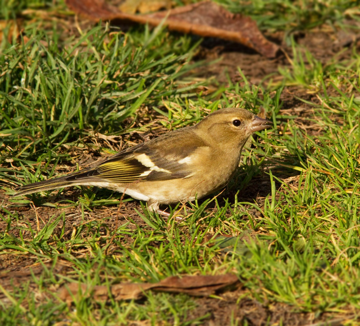 Chaffinch female, Bofink hona.jpg