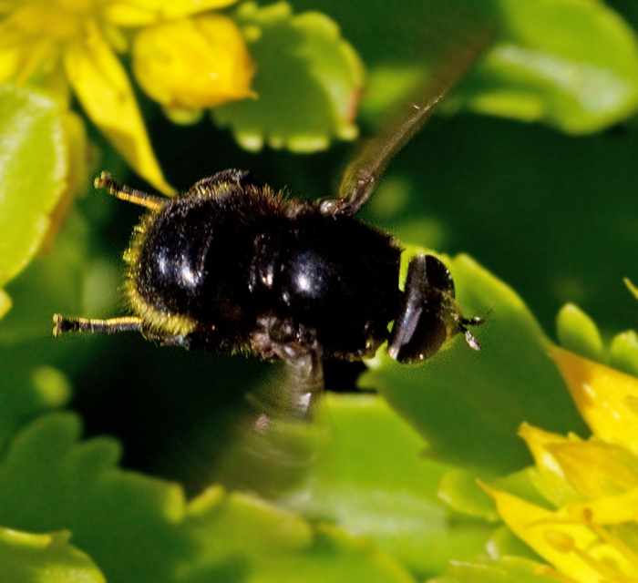 Bred narcissfluga   (Merodon equestris).jpg