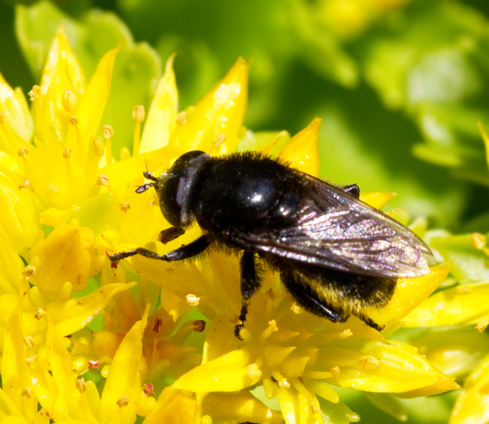 Bred narcissfluga   (Merodon equestris).jpg