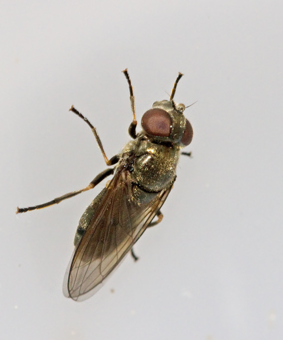 Trubbnosig soppblomfluga, Cheilosia scutellata.jpg