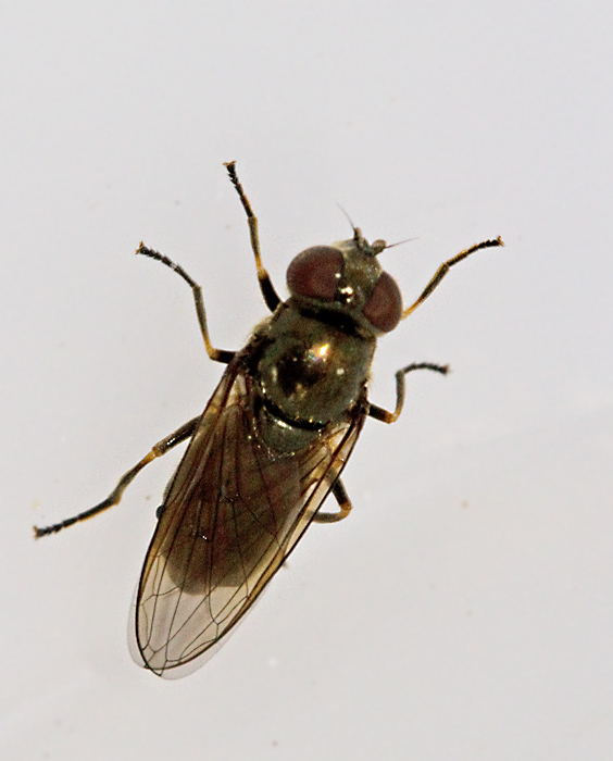 Trubbnosig soppblomfluga, Cheilosia scutellata.jpg