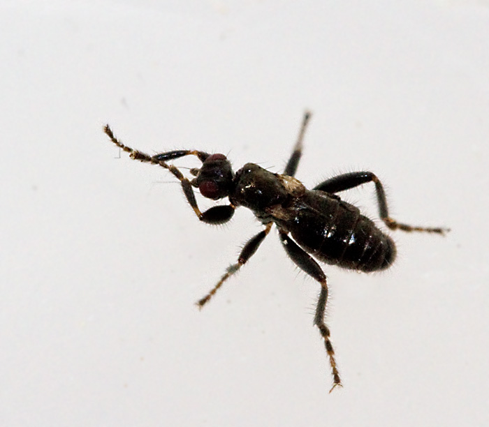 Sphaeroceridae, Crumomyia pedestris.jpg