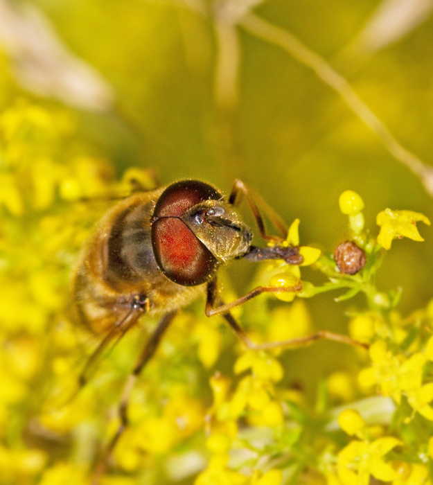 Fltslamfluga  (Eristalis interrupta).jpg