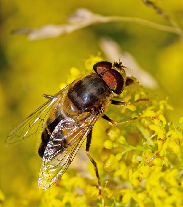 Fltslamfluga  (Eristalis interrupta).jpg