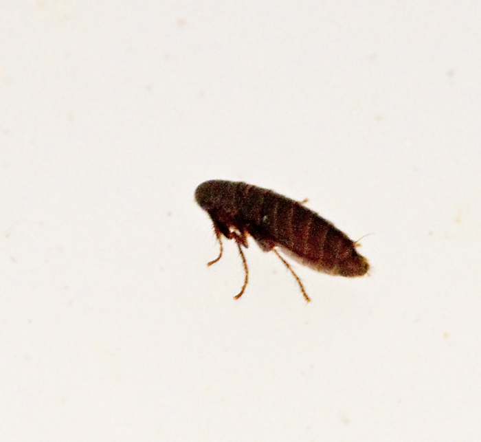 Fleas, Loppor, Siphonaptera